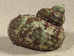 Turbo intercostalis 5,0cm *unique*