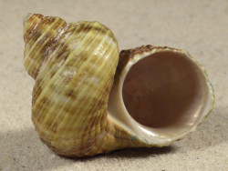 Turbo intercostalis 5,2cm *unique*