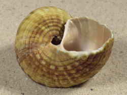 Turbo intercostalis 5,2cm *unique*