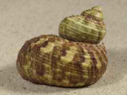 Turbo intercostalis 5,2cm *unique*