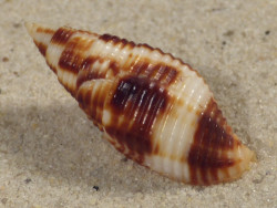 Nebularia ferruginea PH 3,7cm *unique*