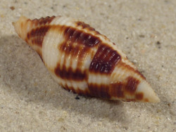 Nebularia ferruginea PH 3,7cm *unique*