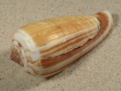 Conus radiatus PH 8,2cm *Unikat*