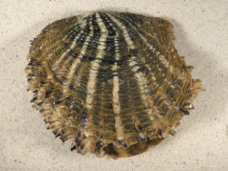 Pinctada margaritifera PH 13,3cm *unique*