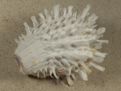 Spondylus variegatus f. barbatus PH 8,7cm *unique*