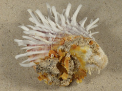 Spondylus versicolor PH 8,8cm *Unikat*