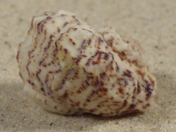 Indomodulus tectum FR-Indischer-Ozean 2,4cm *Unikat*