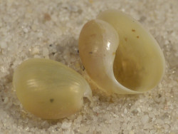 Haminoea orbignyana ES 0,9+cm