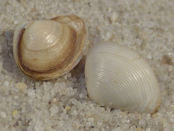 Corbula gibba ES-Mittelmeer 0,8+cm