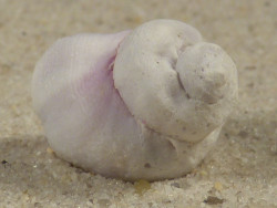 Coralliophila violacea PH 2,1cm *Unikat*
