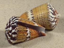 Conus capitaneus PH 6+cm