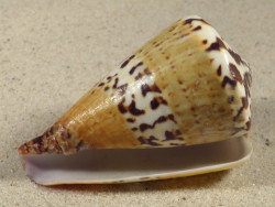 Conus capitaneus PH 7cm *unique*