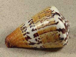 Conus capitaneus PH 7cm *Unikat*