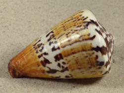 Conus capitaneus PH 7cm *unique*