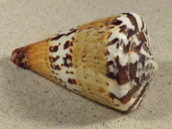 Conus capitaneus PH 7cm *unique*