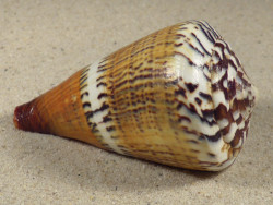 Conus capitaneus PH 7,6cm *unique*
