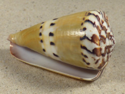 Conus mustelinus PH 7,4cm *unique*