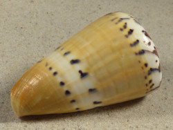 Conus mustelinus PH 7,4cm *unique*