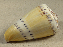 Conus mustelinus PH 8,7cm *unique*