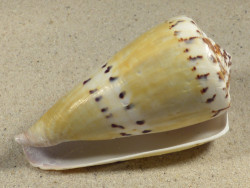 Conus mustelinus PH 8,7cm *unique*