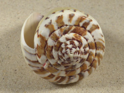 Conus mustelinus PH 8,7cm *unique*