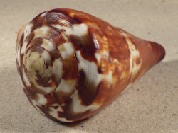 Conus vexillum PH 9,2cm *unique*