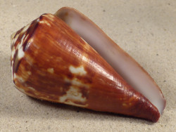 Conus vexillum PH 9,2cm *unique*