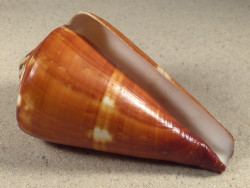 Conus vexillum PH 10,3cm *Unikat*