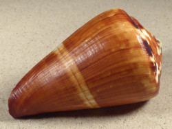 Conus vexillum PH 10,3cm *Unikat*