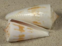 Conus tribblei glatt PH 4,9+cm