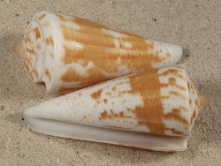 Conus tribblei dunkel PH 4,8+cm