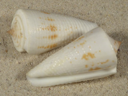 Conus tribblei granulös PH 4,7+cm