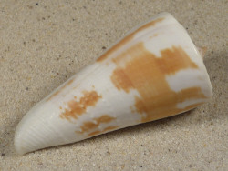 Conus tribblei PH 6,3cm *Unikat*