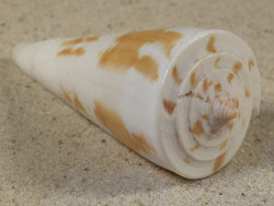 Conus tribblei PH 6,3cm *Unikat*