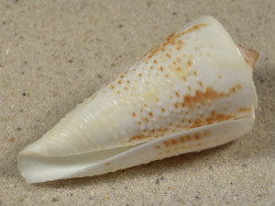 Conus tribblei PH 5,7cm *Unikat*