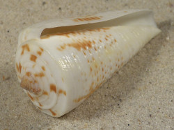 Conus tribblei PH 5,7cm *unique*