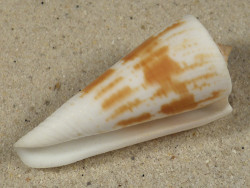 Conus tribblei PH 5,6cm *unique*