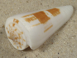 Conus tribblei PH 5,6cm *Unikat*