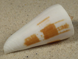 Conus tribblei PH 5,6cm *Unikat*