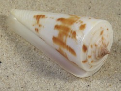 Conus tribblei PH 6,0cm *unique*