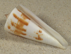 Conus tribblei PH 6,0cm *unique*