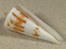 Conus tribblei PH 6,0cm *Unikat*