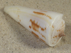 Conus tribblei PH 6,0cm *Unikat*