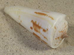 Conus tribblei PH 6,0cm *unique*