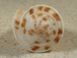 Conus tribblei PH 5,3cm *Unikat*