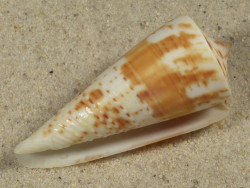 Conus tribblei PH 5,3cm *Unikat*
