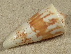 Conus tribblei PH 5,3cm *Unikat*