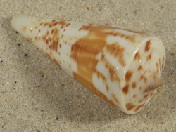 Conus tribblei PH 5,3cm *unique*