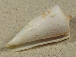 Conus tribblei PH 5,4cm *Unikat*