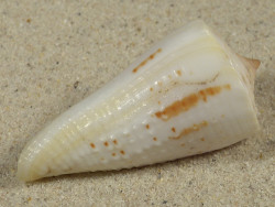 Conus tribblei PH 5,4cm *unique*